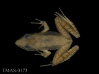 藏品(長腳赤蛙)的圖片